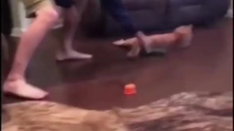 😆 OMG 😆 Funniest Cat Videos 2022 - Cat Videos Compilation