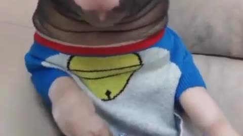Funny Animal Video