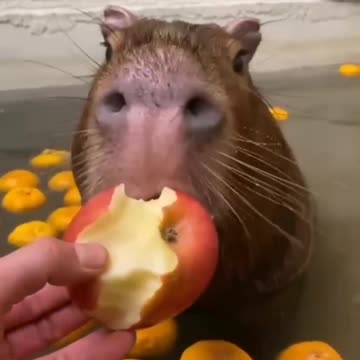 Attention, the capybara is eating an apple while sitting in the bath