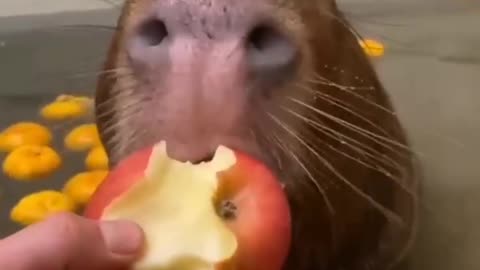 Attention, the capybara is eating an apple while sitting in the bath