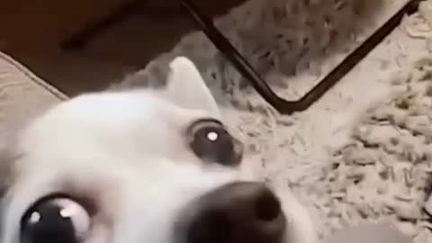 Dog bites man funny video and Cat 🐈#viral #shorts