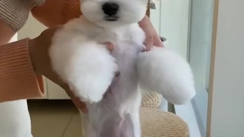 Cute dogs 🤗🤗🤗🤗🤗