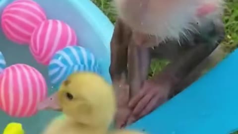 monkey baby bathing with duck baby