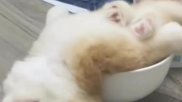Cat holic