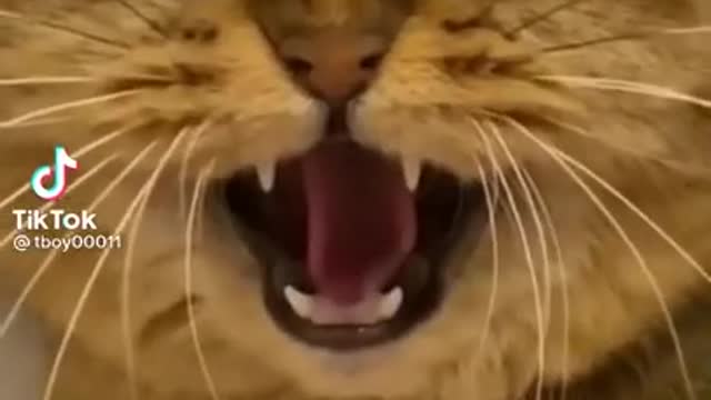 Cutest cat meow