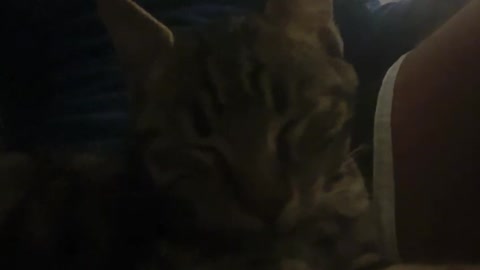 Snoring Cat. Funny cat