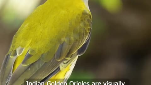 Yellow Birds