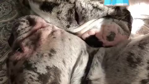The bull dog