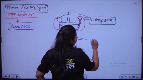 66 excretory system 1