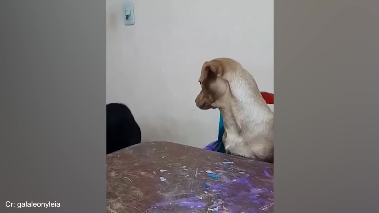 PawsomePlaytime | Funny animals, funny pets, happy cats, happy dogs #5