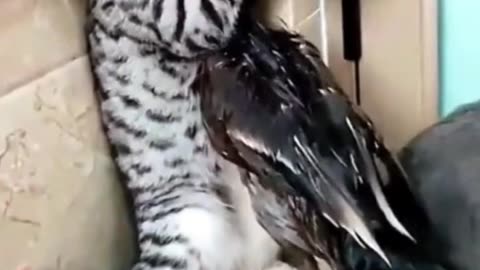 Duck VS Cats
