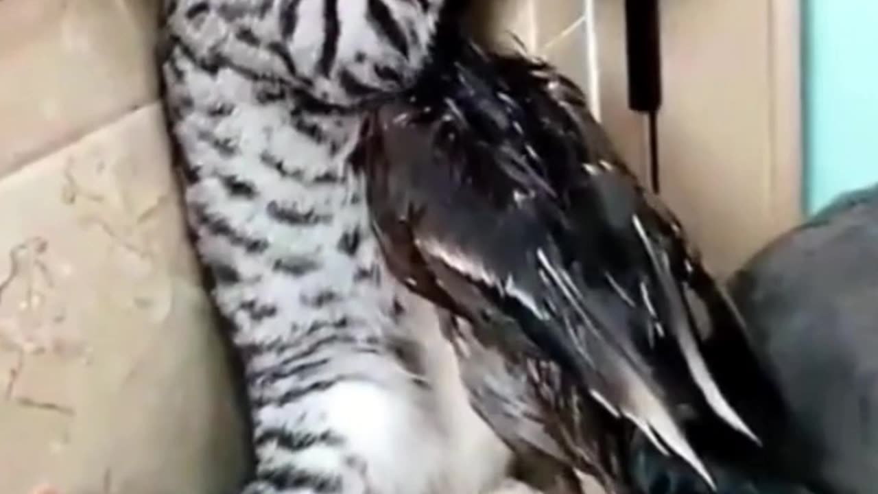 Duck VS Cats