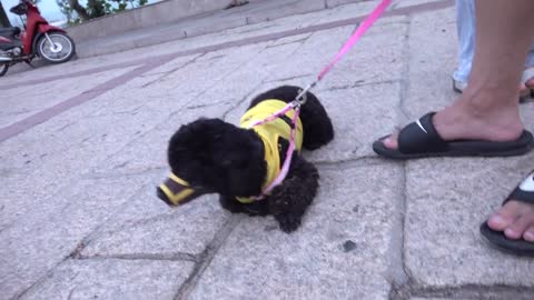13 Responses of Dogs to Strangers: Barking and Running | Viral Dog