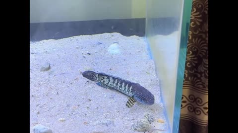 Aquarium fish