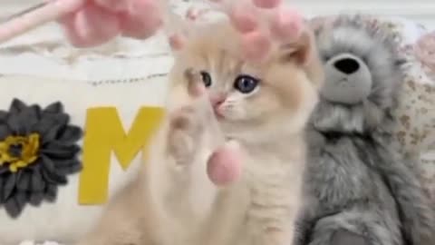 #kitty #cat #милота #cutecat #котята