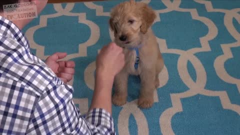 how to train your new puppy in 3 simple steps