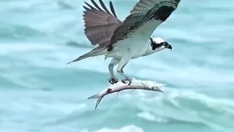 Eagle 🦅