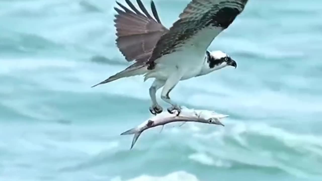 Eagle 🦅