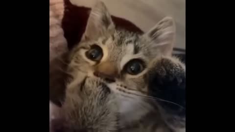 Pat animal funny videos