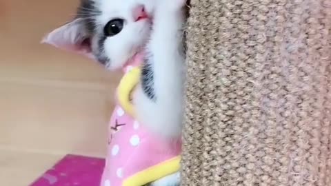 OMG So Cute Cats ♥ Best Funny Cat ❤️🐈Videos 2021 #shorts