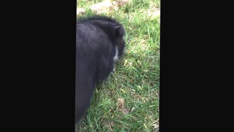Vladdy the mini pig - belly rub