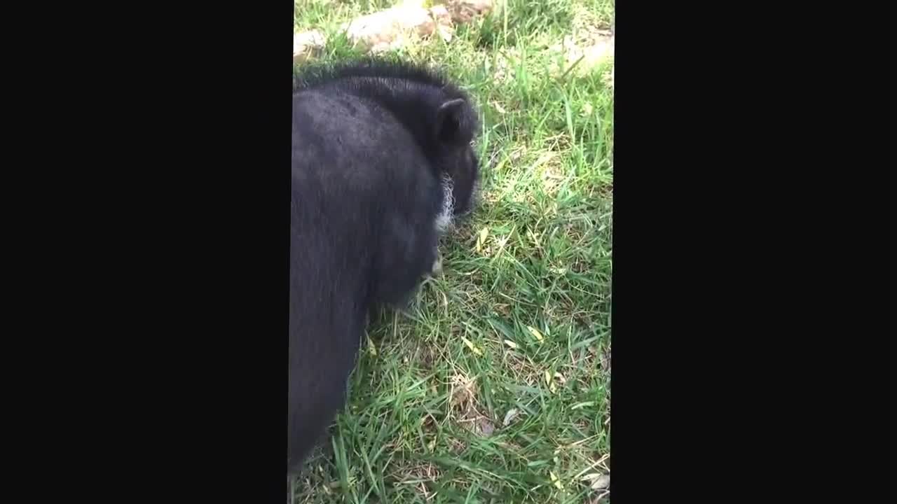 Vladdy the mini pig - belly rub