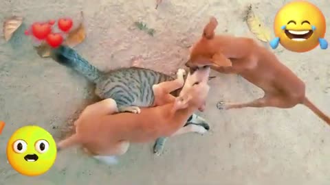 Funny Pets Zone #joy#pet #cat #funniest_dogs_videos 2024 😹🐶 Best Funny Animal Videos 😂