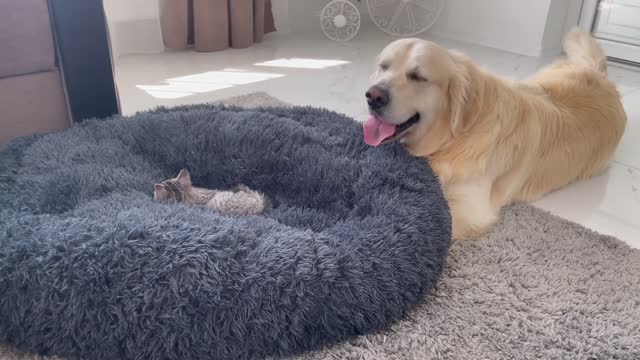 Golden Retriever Shocked by a Kitten occupying his bed!