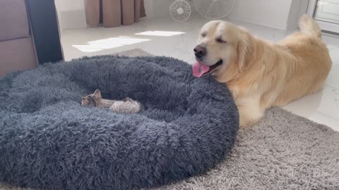 Golden Retriever Shocked by a Kitten occupying his bed!