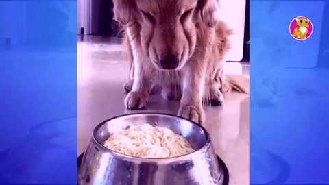 2023 Funny Animal Videos 01