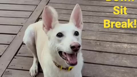 Meet the BEST trained German Shepherd Dog