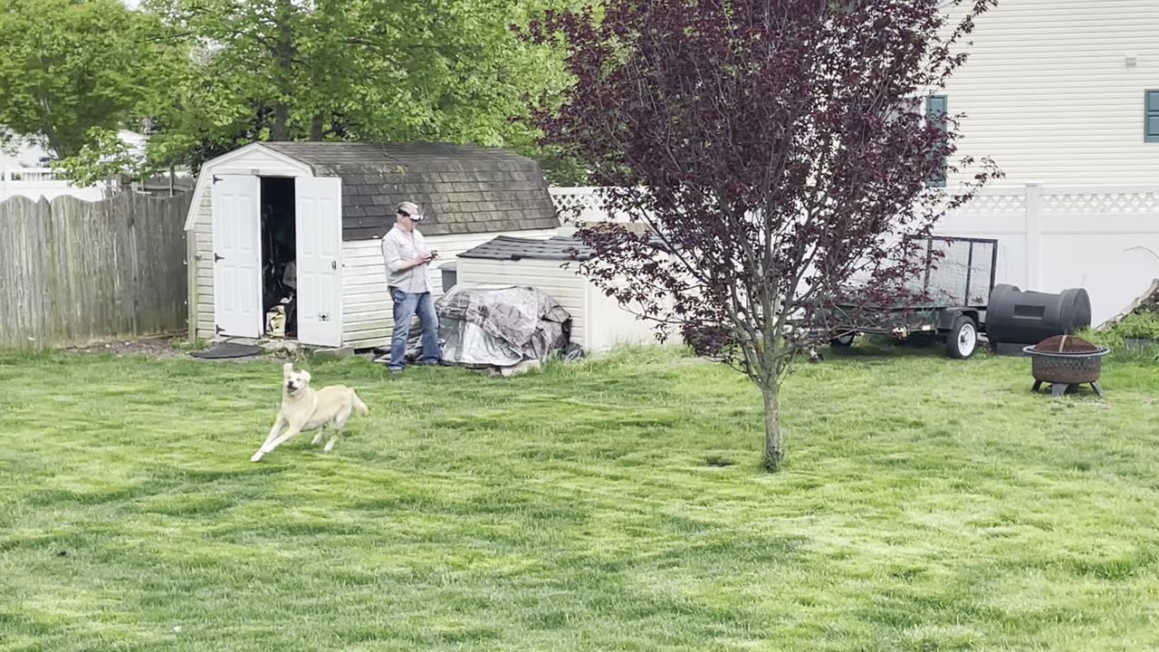 Holly chasing Quad