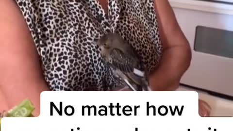This bird just wanted the pet lifestyle 😂 🎥