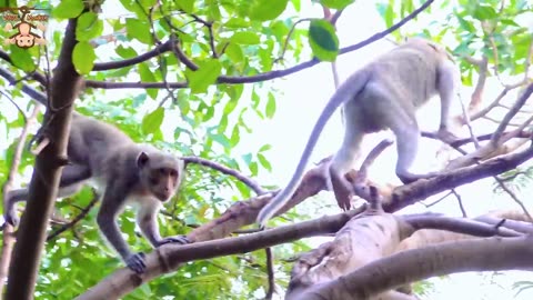 #MONKEY VIRAL VIDEO#kids video#kids viral video