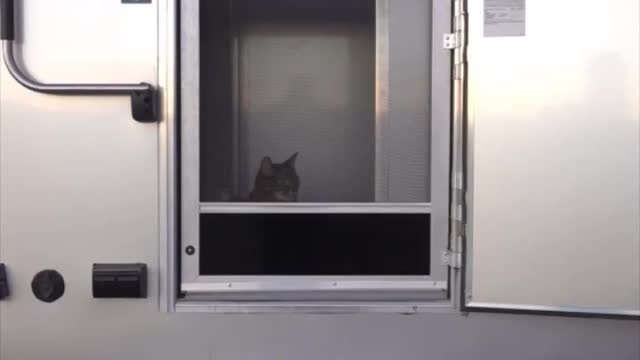 Our cat-friendly RV bedroom
