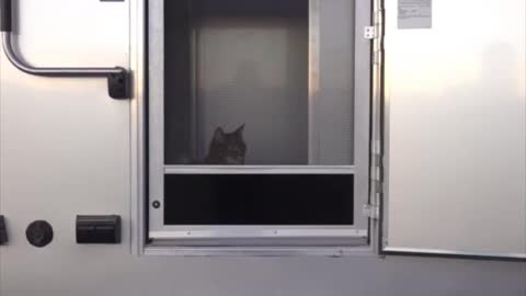 Our cat-friendly RV bedroom