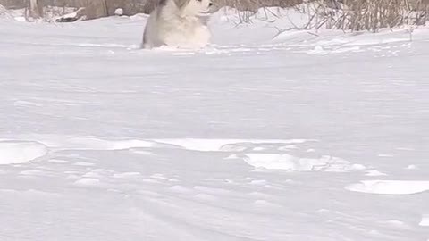 #dog #cute #funny