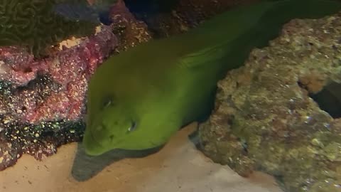 A strange kind of fish