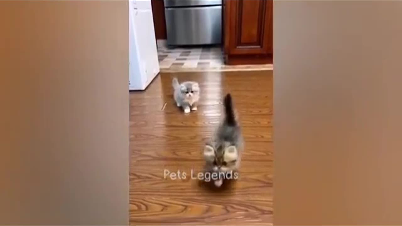 Funny animals video. Cute animals moment thoku gaming subscribe my channel please 🥺
