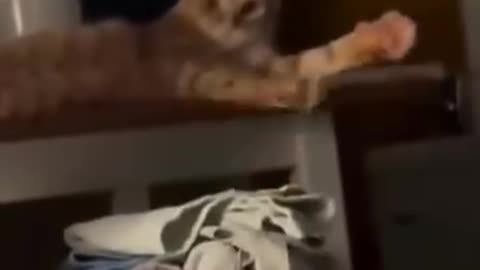 Cute cats 😻😻