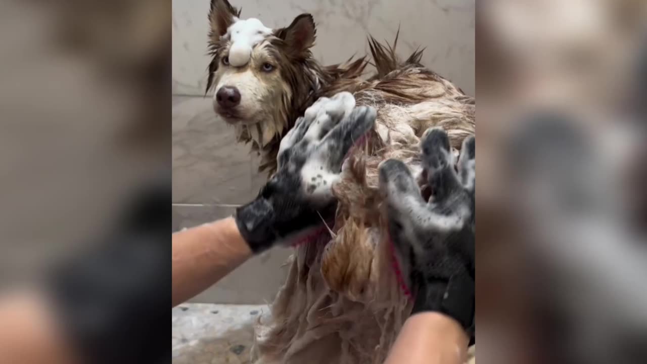Cute fluffy husky gets a bath|Cute animals|Puppy|Pets|FluffyFriends|