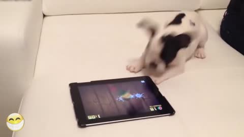 Cute Puppies doing funny stuff