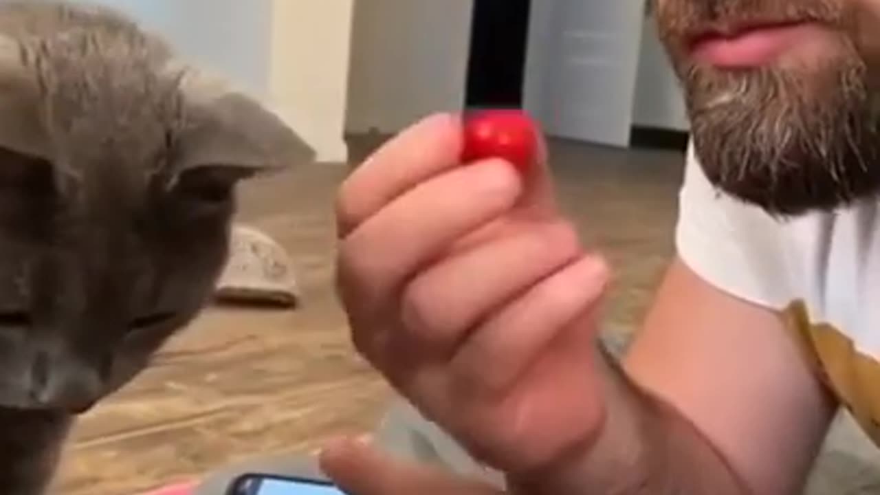 The Best Funny Cat Videos Of The 2023 - Funny Cats Compilation #44
