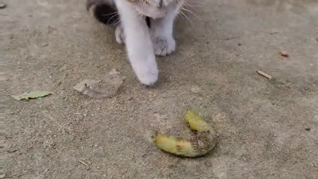 Meow - Sound Effect - Sounds Cats Love