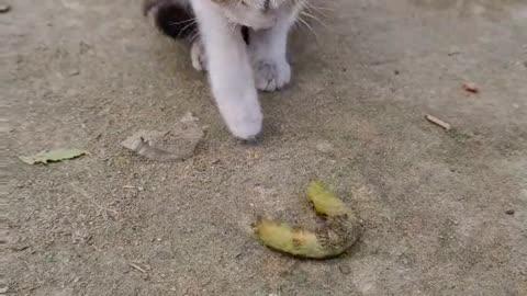 Meow - Sound Effect - Sounds Cats Love