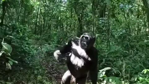 Chimp stands up