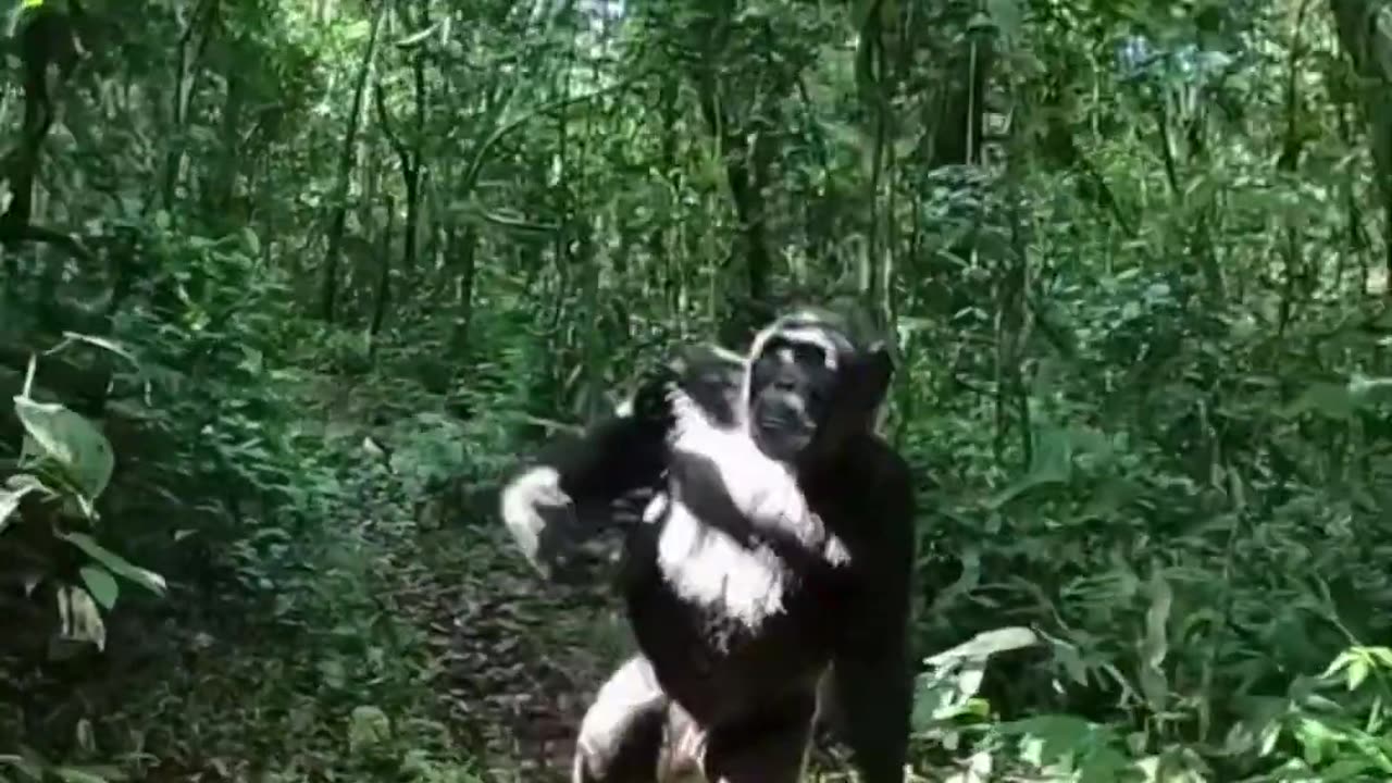 Chimp stands up