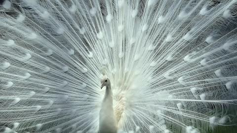 aestetic peacock