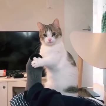 funny cats my pussys cats