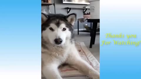 Funniest Animals Best Of The 2021 Funny Animal Videos